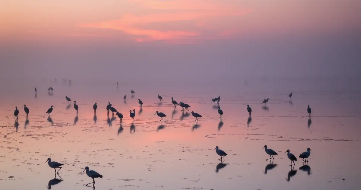 Guérande salt marshes wildlife ecosystem birds avocets egrets biodiversity sustainable landscape